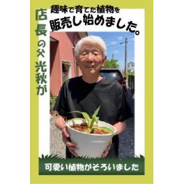 趣味で育てた植物を販売し始めました