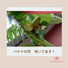 バナナ・ばなな・BANANA!